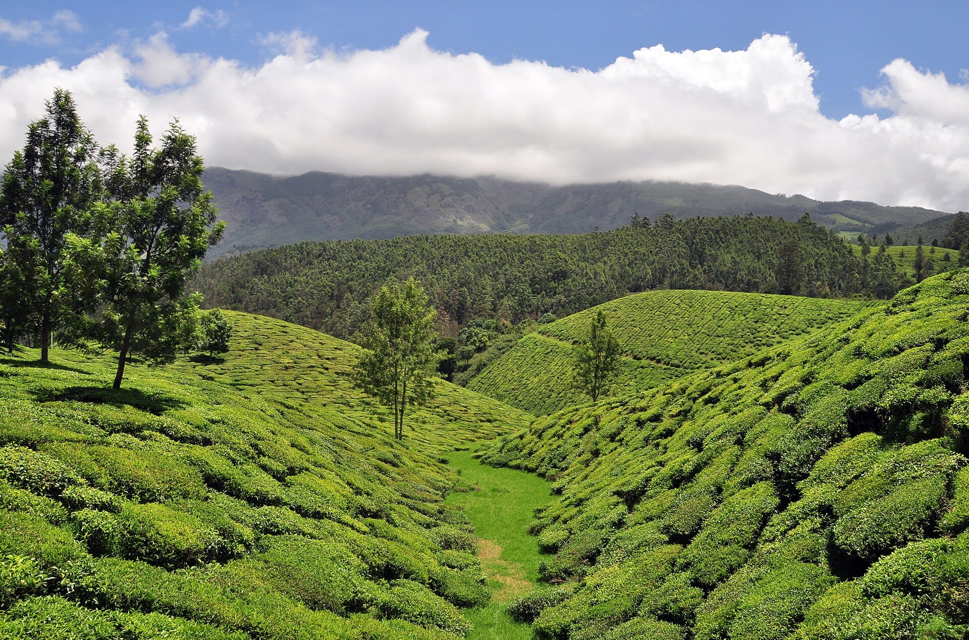 Tea plantations covering the hills around Munnar, Kerala